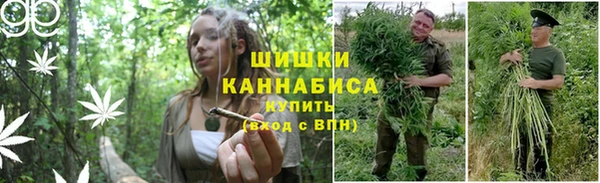 шишки Белокуриха